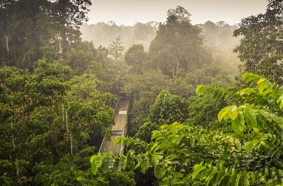 Dans la jungle de Bornéo