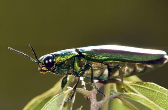 Insekten – Die Meister der Anpassung