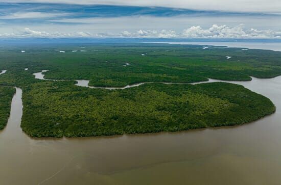 Les forêts de mangrove