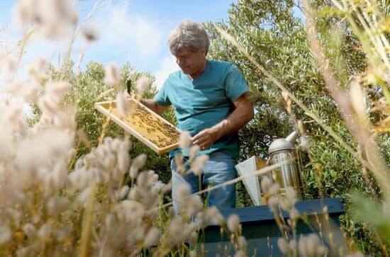 Die Bienenflüsterer