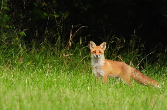 Alles für die Füchse – Ein Wildtier, geliebt und gejagt