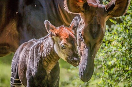 Zoo und so – Tierisch wild!