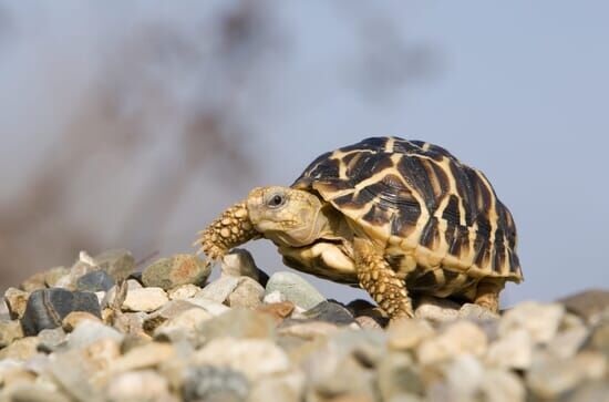 Le trafic des tortues