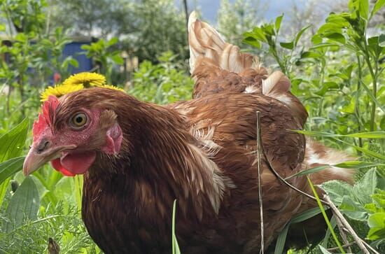 Der Bio-Boom – 100 Jahre ökologische Landwirtschaft