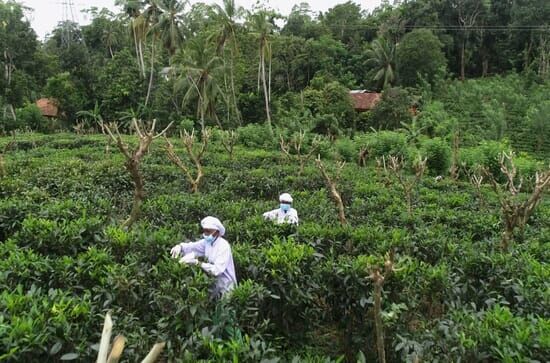 Sri Lanka – Tropen,...