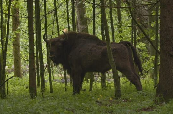 Le bison d'Europe,...