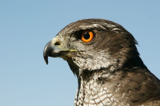 Jäger der Lüfte – Habicht, Bussard, Adler