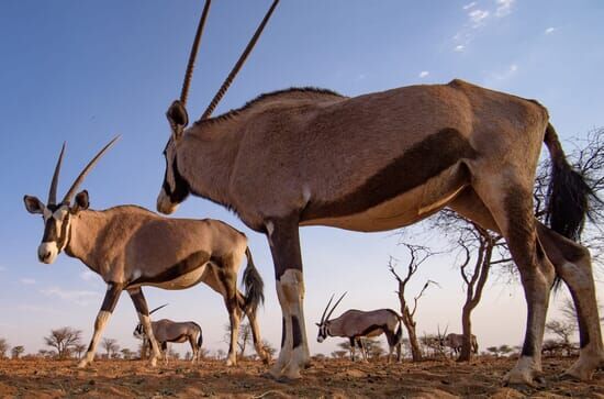 Abenteuer Namibia