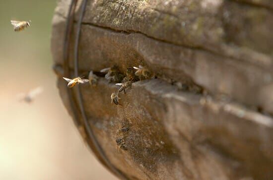 Die Bienenflüsterer