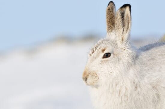 Scotland: The New Wild