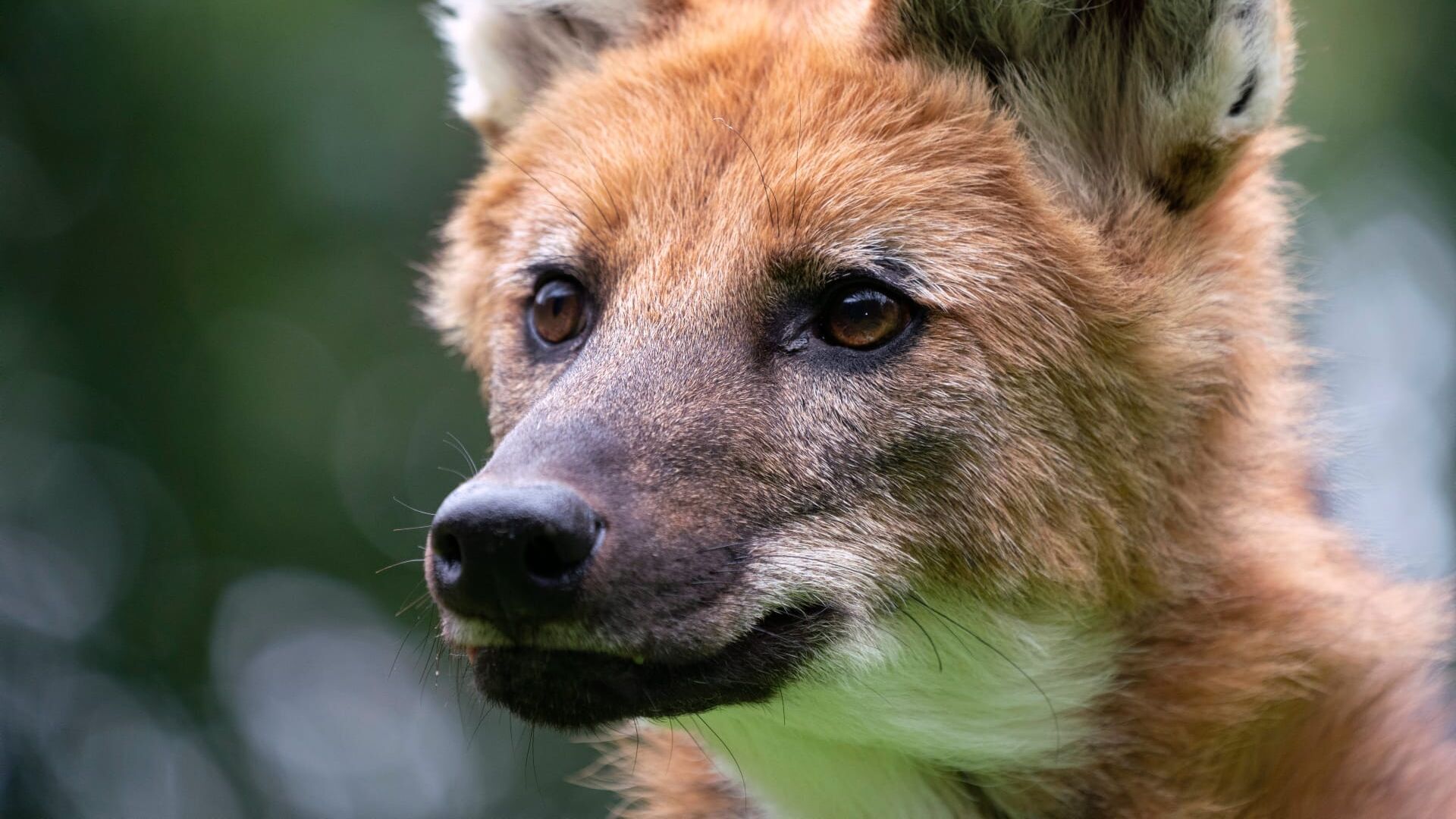 Wildhunde: Jäger zwischen den Welten