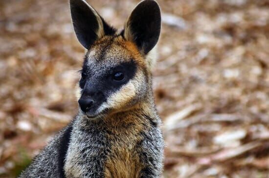 Die Odyssee der Tiere