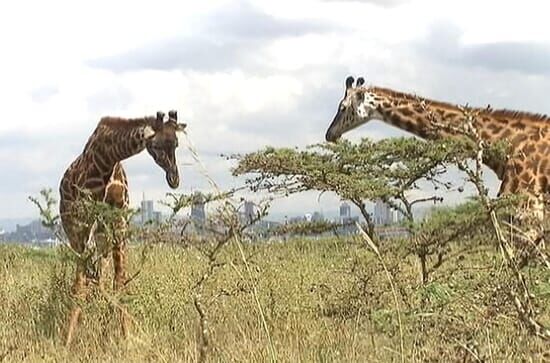 Kenia: Kein Platz für...