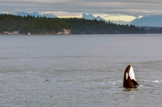 Orcas – Herrscher der Meere