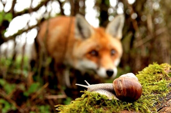 Frankreich – Wild und schön