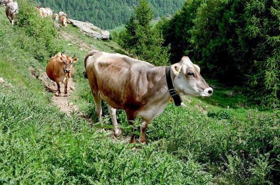 Unterm Horizont des Vinschgaus – ein alpiner Streifzug