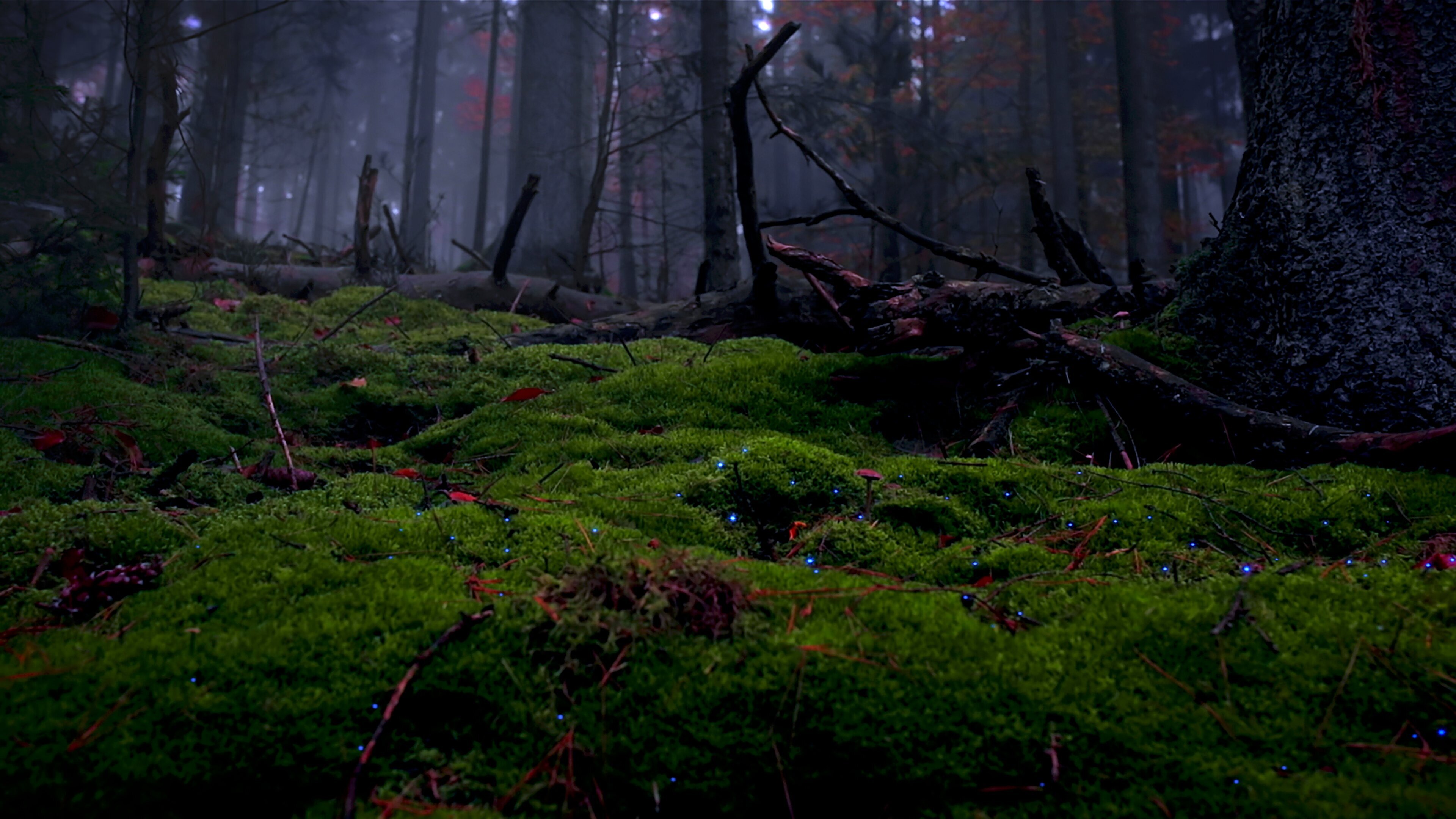 Unsere Wälder