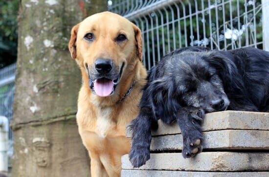 Costa Rica: Das größte Hundeheim der Welt