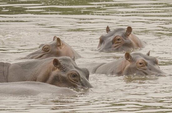 Kolumbiens Kokain-Hippos