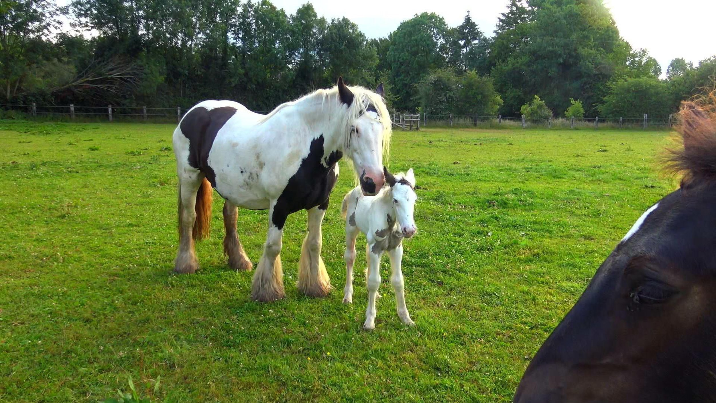 Au galop ! Une saison à cheval
