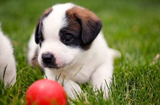 St. Bernhard: Von Menschen und Hunden