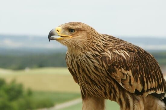 Jäger der Lüfte – Habicht, Bussard, Adler