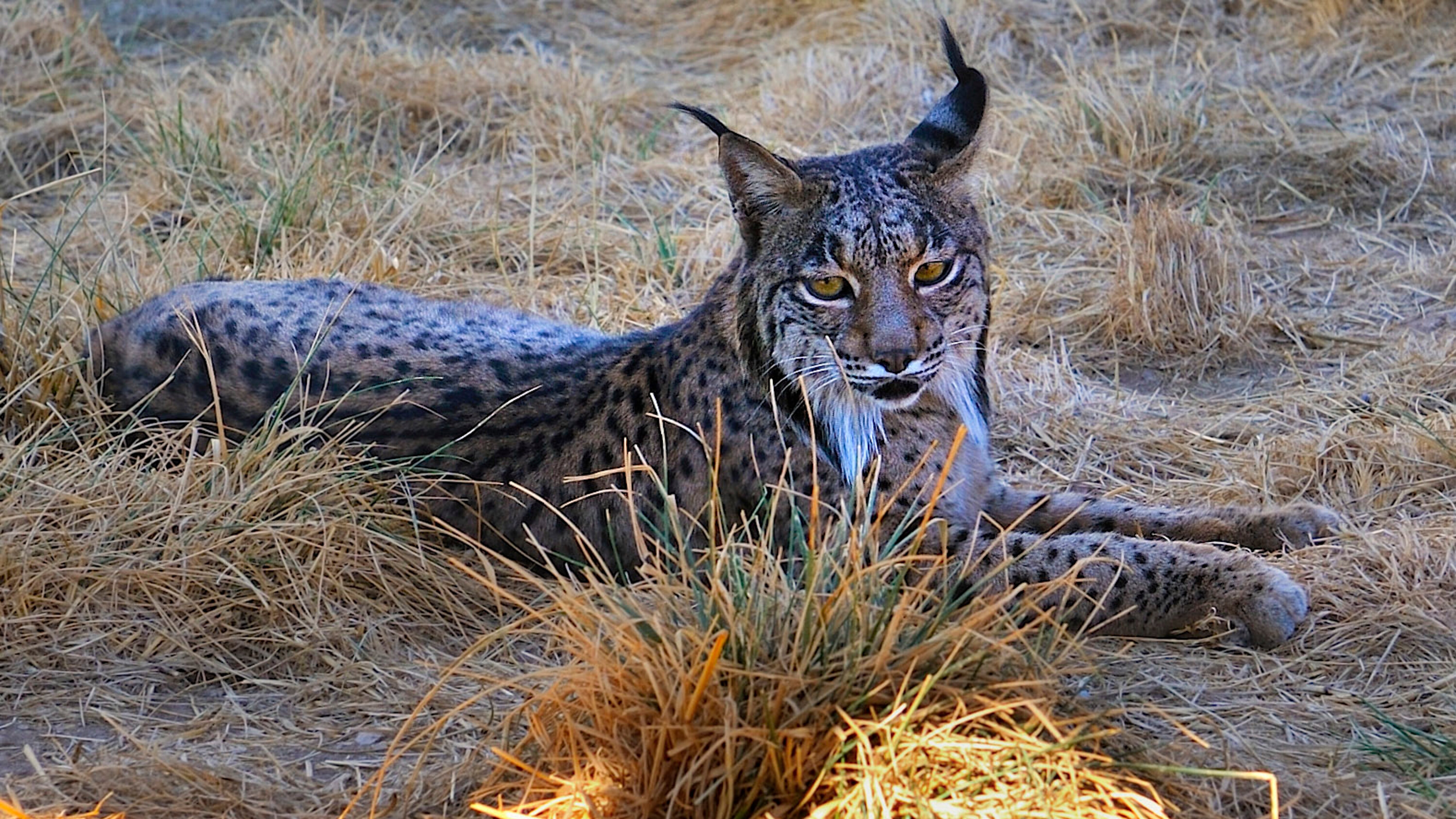 Wild Winners – Helden der Tierwelt