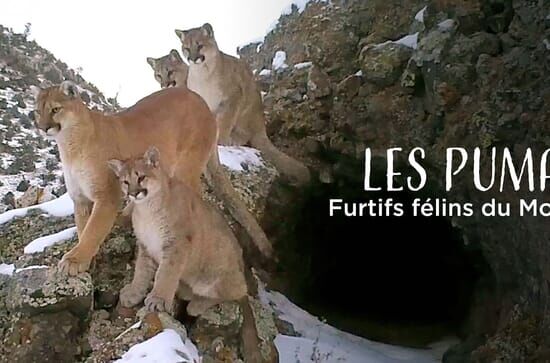 Il puma delle montagne...