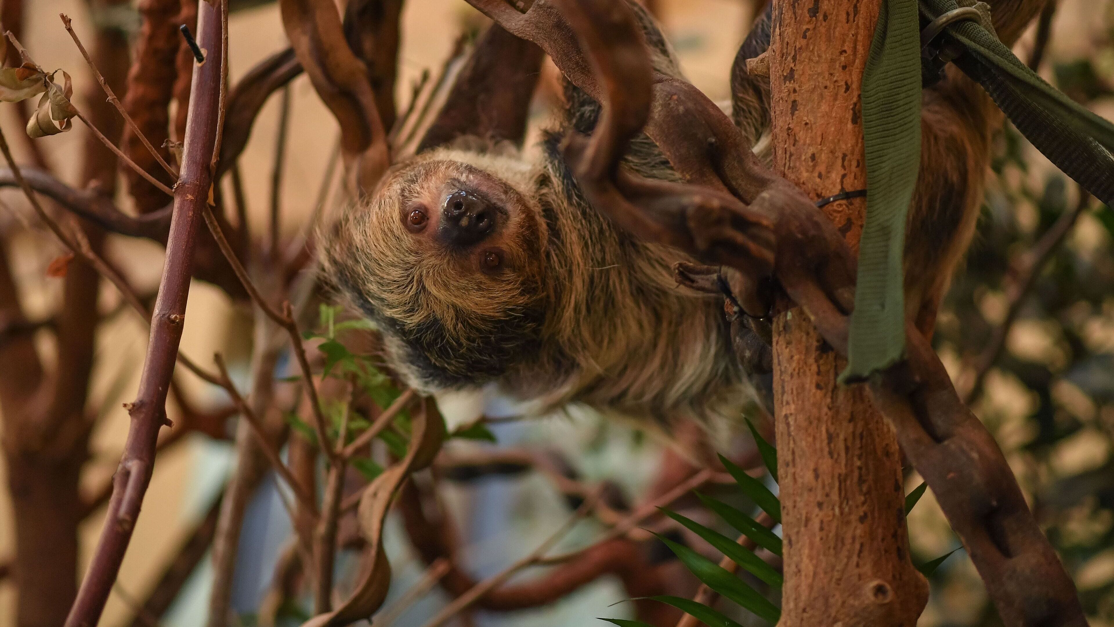 Zoo und so – Tierisch wild!