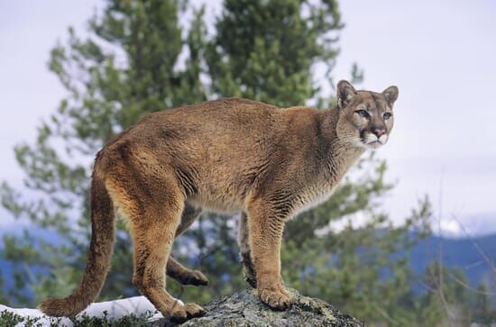 Il puma delle montagne...