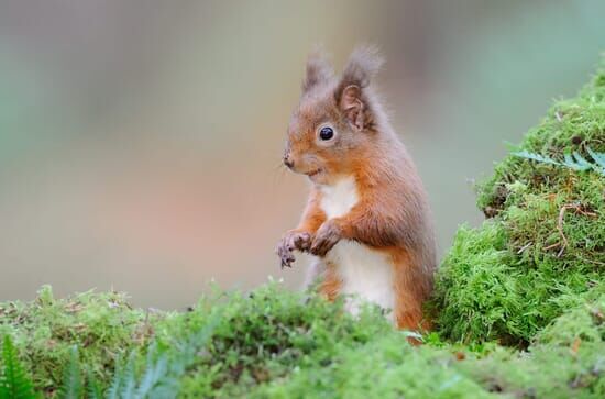 Schottlands neue Wildnis