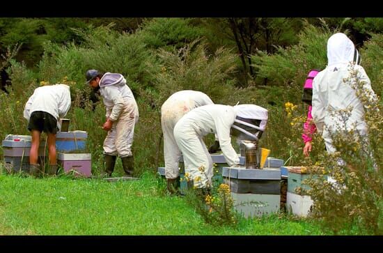 Die Bienenflüsterer