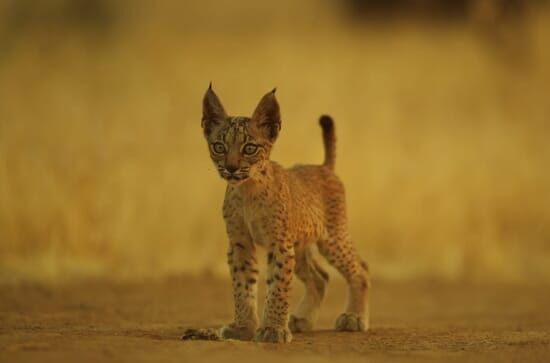 Wildkatzen und Wildhunde