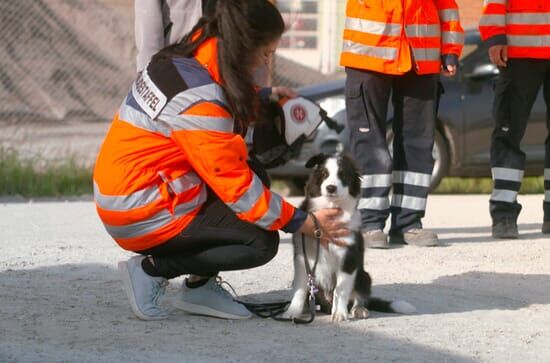 Die Tierärzte – Retter mit Herz