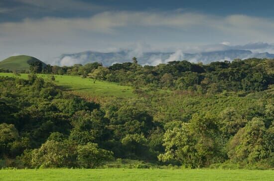 La forêt des ombres