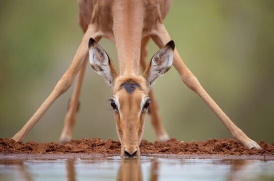 Wasserlöcher – Oasen für Afrikas Fauna