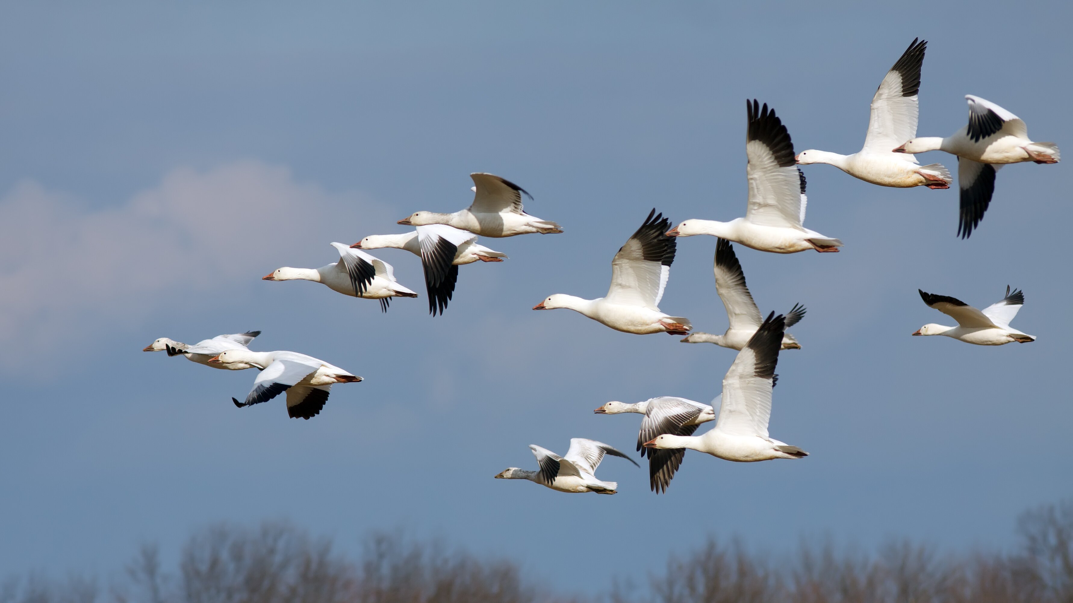 Vereinigte Staaten der Tierwelt
