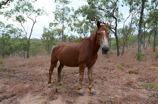 Goldrausch in Australien