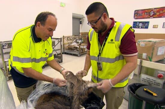 Border Patrol Australia