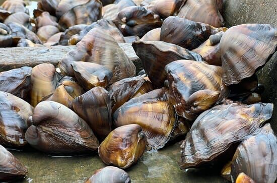 Die Muscheltaucherinnen...