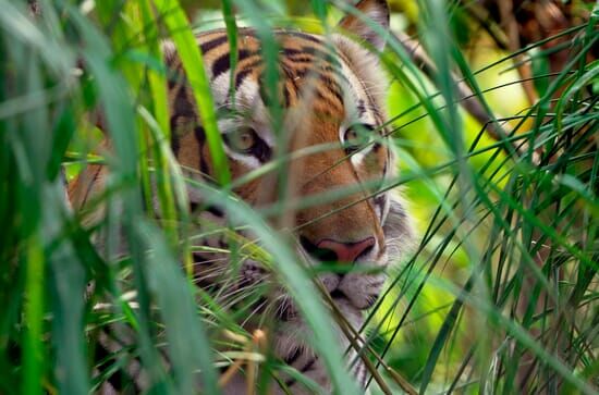 Thailands geheimnisvolle Raubkatzen