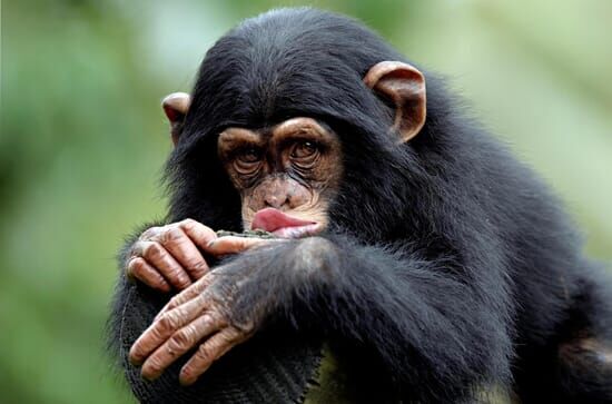 Le regard du singe