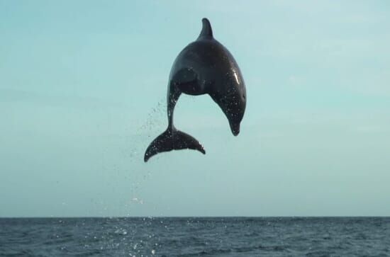 Tierische Überflieger