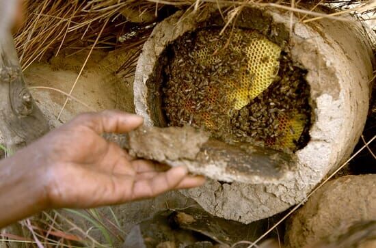 Die Bienenflüsterer