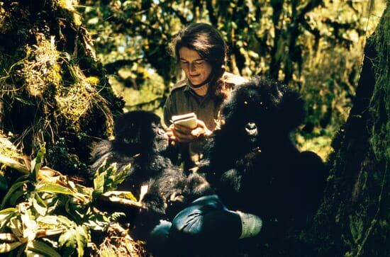 Dian Fossey: Geheimnisse im Nebel