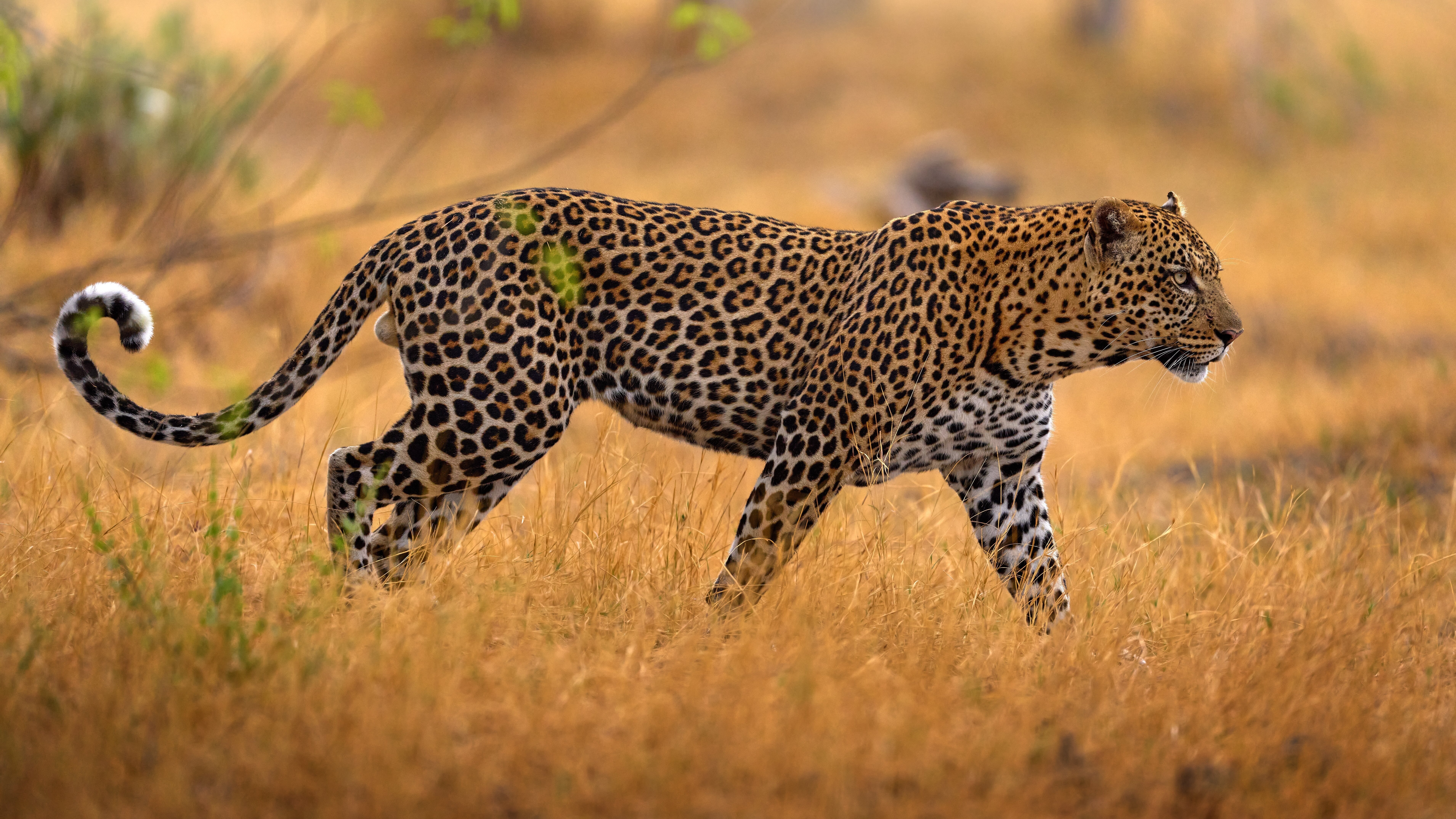 Die afrikanische Tierwelt – Leben und Überleben