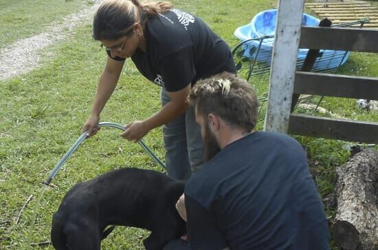 Pitbulls auf Bewährung