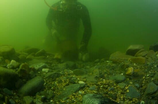 Goldtaucher der Beringsee