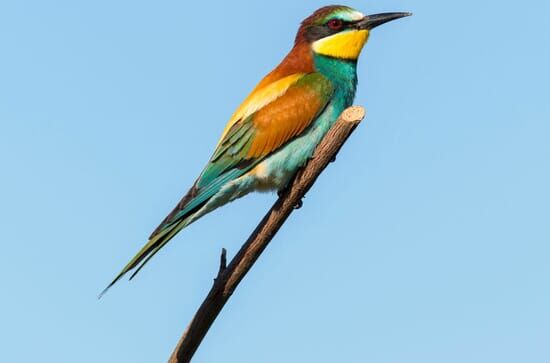 Vielfältige Vogelwelt Österreich