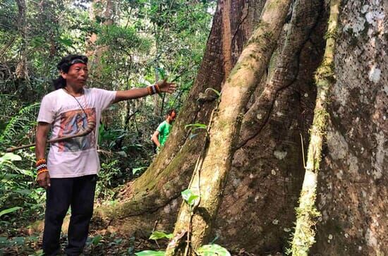 Ayahuasca in Brasilien –...